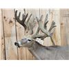 Image 2 : Big Whitetail Deer Full Body Taxidermy Mount