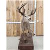 Image 3 : Big Whitetail Deer Full Body Taxidermy Mount