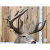 Image 4 : Big Whitetail Deer Full Body Taxidermy Mount
