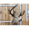 Image 5 : Big Whitetail Deer Full Body Taxidermy Mount