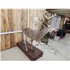 Image 6 : Big Whitetail Deer Full Body Taxidermy Mount