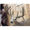Image 7 : Big Whitetail Deer Full Body Taxidermy Mount