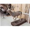 Image 8 : Big Whitetail Deer Full Body Taxidermy Mount