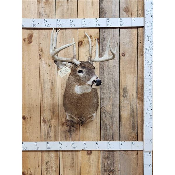 Nice Wild 5x5 Whitetail Shoulder Mount Taxidermy