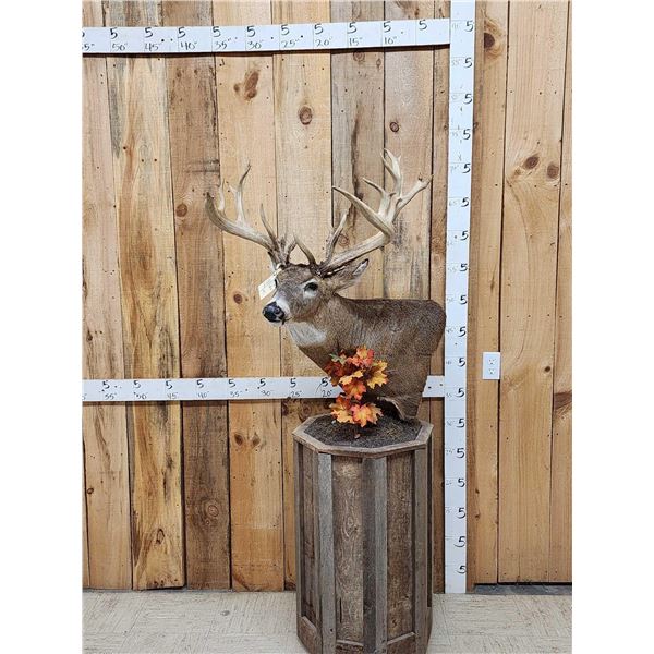 180 Class Whitetail Pedestal Taxidermy Mount