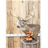 Image 2 : 180 Class Whitetail Pedestal Taxidermy Mount