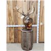 Image 3 : 180 Class Whitetail Pedestal Taxidermy Mount