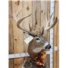 Image 4 : 180 Class Whitetail Pedestal Taxidermy Mount