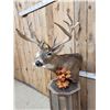 Image 5 : 180 Class Whitetail Pedestal Taxidermy Mount