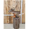 Image 6 : 180 Class Whitetail Pedestal Taxidermy Mount