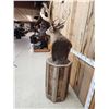 Image 7 : 180 Class Whitetail Pedestal Taxidermy Mount