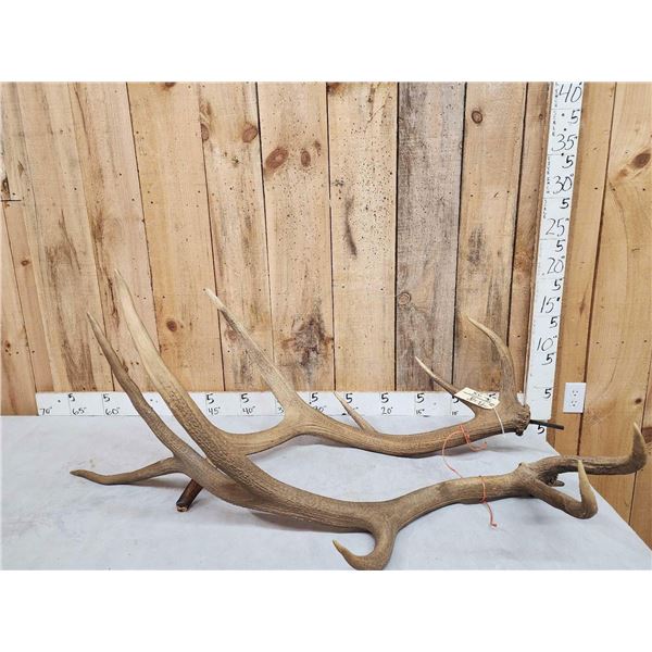 Set Of 6x6 Elk Antlers