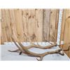 Image 1 : Set Of 6x6 Elk Antlers