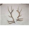 Image 2 : Set Of 6x6 Elk Antlers