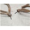 Image 3 : Set Of 6x6 Elk Antlers