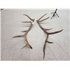 Image 4 : Set Of 6x6 Elk Antlers