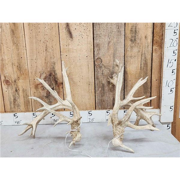 Set Of Big Nontypical Whitetail Shed Antlers