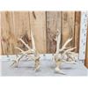 Image 1 : Set Of Big Nontypical Whitetail Shed Antlers