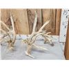 Image 2 : Set Of Big Nontypical Whitetail Shed Antlers
