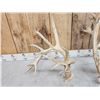 Image 3 : Set Of Big Nontypical Whitetail Shed Antlers