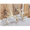 Image 4 : Set Of Big Nontypical Whitetail Shed Antlers