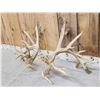 Image 5 : Set Of Big Nontypical Whitetail Shed Antlers
