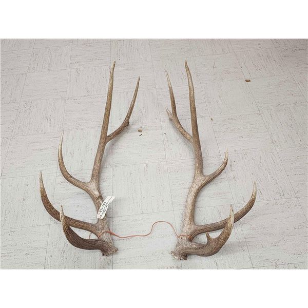 Set Of 6x6 Elk Antlers