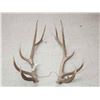 Image 1 : Set Of 6x6 Elk Antlers