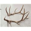 Image 2 : Set Of 6x6 Elk Antlers