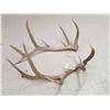 Image 3 : Set Of 6x6 Elk Antlers