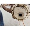 Image 4 : Set Of 6x6 Elk Antlers
