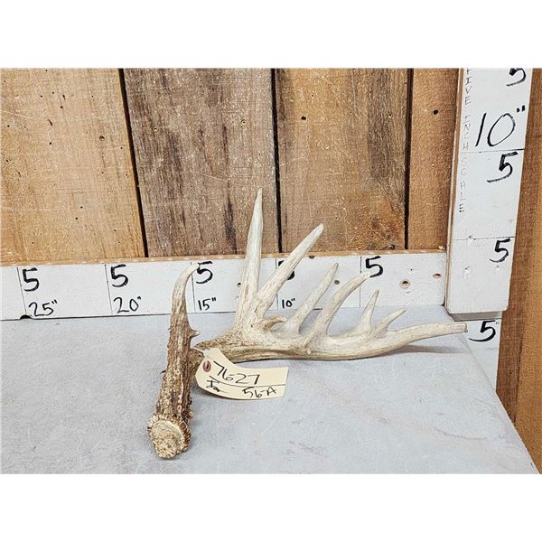 10 Point Whitetail Shed Antler