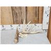 Image 1 : 10 Point Whitetail Shed Antler