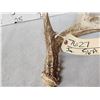 Image 2 : 10 Point Whitetail Shed Antler