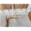 Image 3 : 10 Point Whitetail Shed Antler