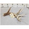 Image 4 : 10 Point Whitetail Shed Antler