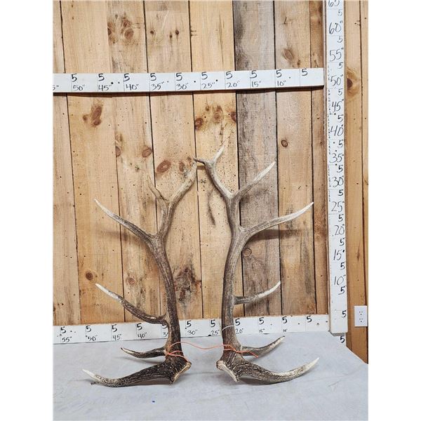 Set Of 7x7 Elk Shed Antlers