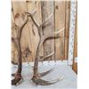Image 2 : Set Of 7x7 Elk Shed Antlers