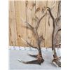 Image 3 : Set Of 7x7 Elk Shed Antlers