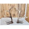 Image 4 : Set Of 7x7 Elk Shed Antlers