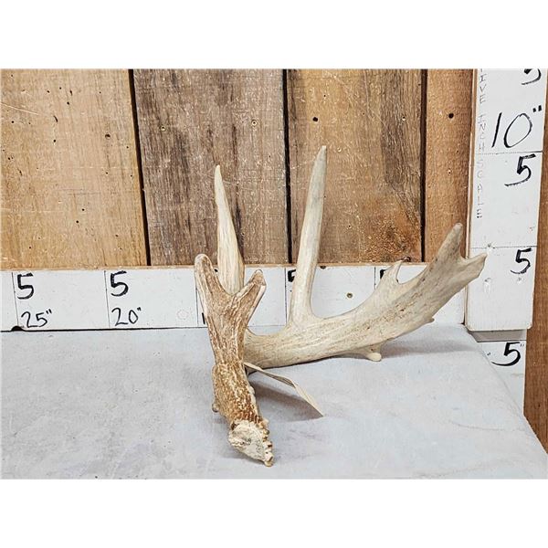 Main Frame 6 Point Whitetail Shed Antler