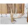 Image 1 : Main Frame 6 Point Whitetail Shed Antler