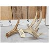 Image 2 : Main Frame 6 Point Whitetail Shed Antler