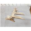 Image 3 : Main Frame 6 Point Whitetail Shed Antler