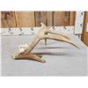 Image 4 : Main Frame 6 Point Whitetail Shed Antler