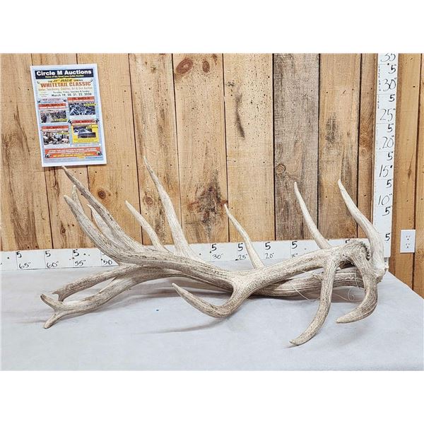 MONSTER Set Of 37.9 Lbs Elk Shed Antlers