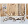 Image 1 : MONSTER Set Of 37.9 Lbs Elk Shed Antlers