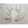 Image 2 : MONSTER Set Of 37.9 Lbs Elk Shed Antlers