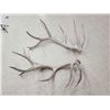 Image 3 : MONSTER Set Of 37.9 Lbs Elk Shed Antlers