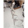 Image 6 : MONSTER Set Of 37.9 Lbs Elk Shed Antlers